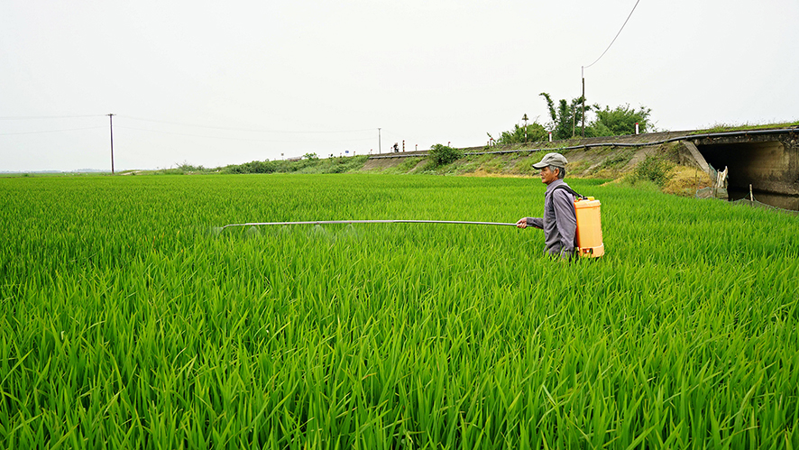 Tập trung phòng trừ bệnh đạo ôn hại lúa