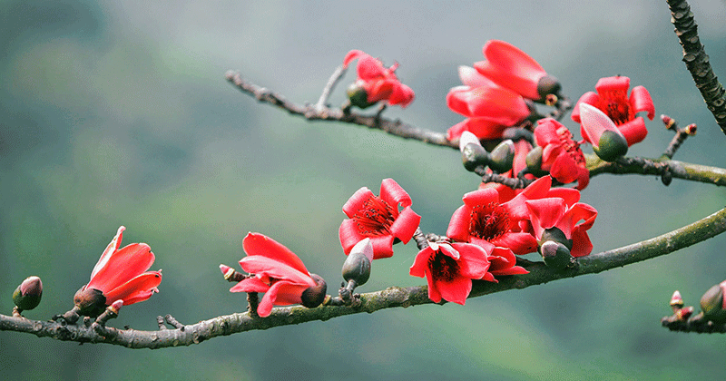 Tháng Ba trở lại