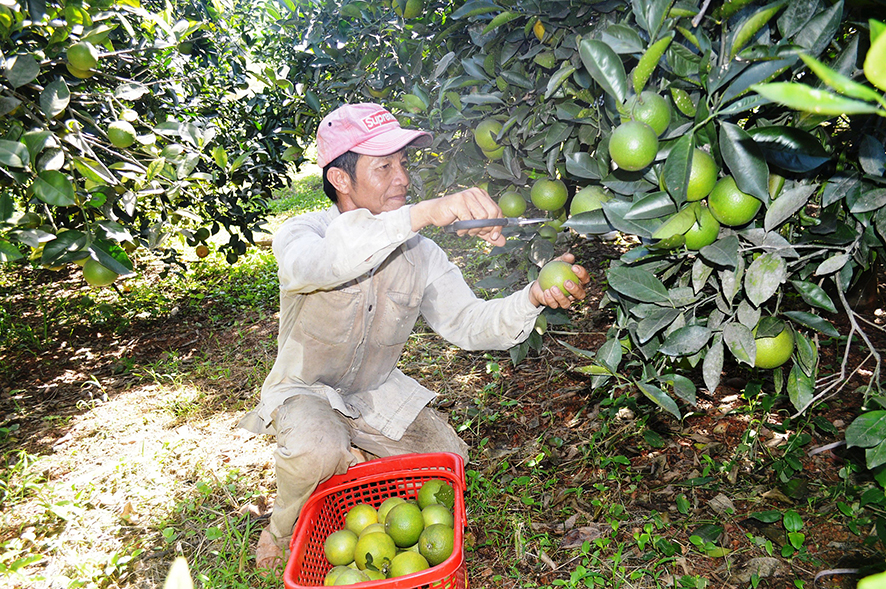 Tích tụ ruộng đất để phát triển nông nghiệp quy mô lớn