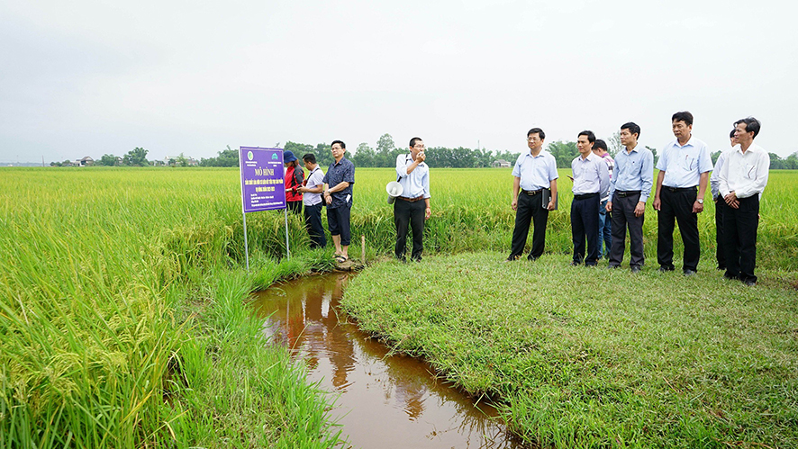 Vĩnh Linh mở rộng diện tích sản xuất lúa theo hướng hữu cơ