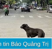 Có thể thành lập các đội bắt chó thả rông