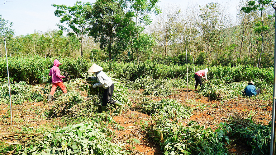 Chú trọng phát triển sản phẩm OCOP từ cây dược liệu