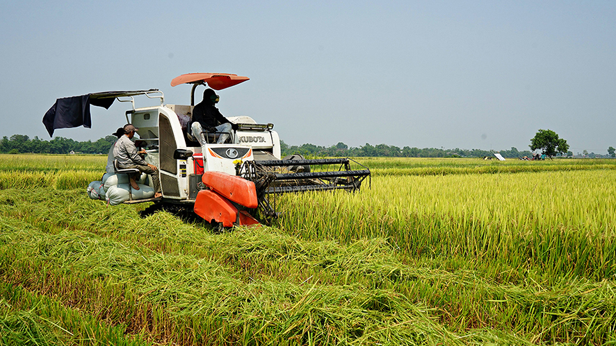 Khẩn trương thu hoạch lúa vụ đông xuân