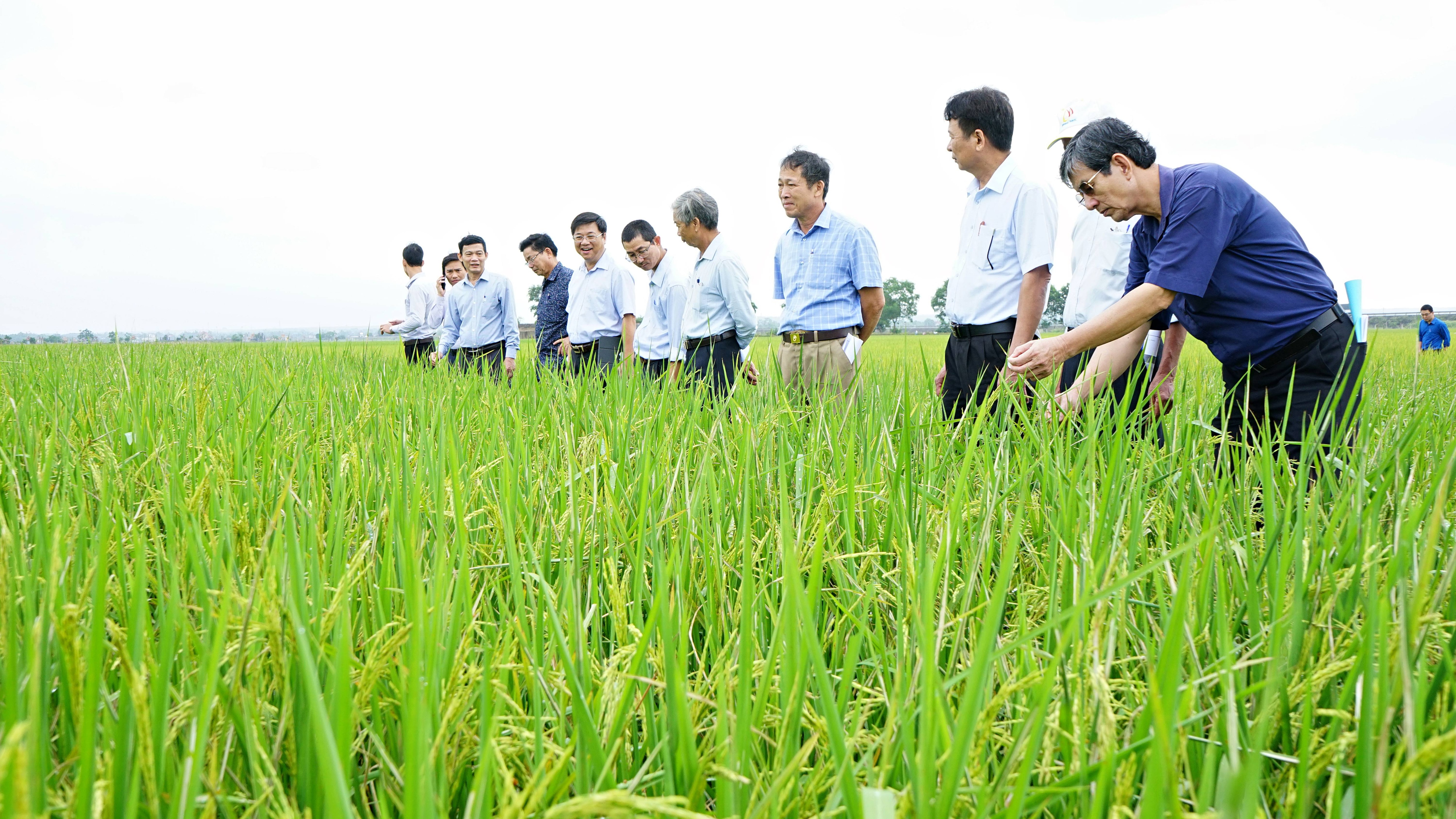 Vĩnh Linh: Phấn đấu mở rộng diện tích sản xuất lúa liên kết lên khoảng 400 ha trong năm 2024