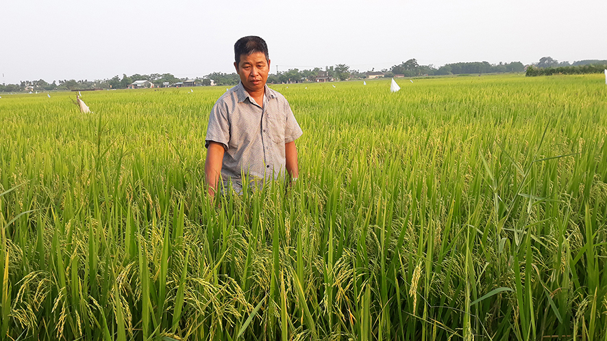 Triệu Phong triển khai chính sách phát triển nông nghiệp hàng hóa