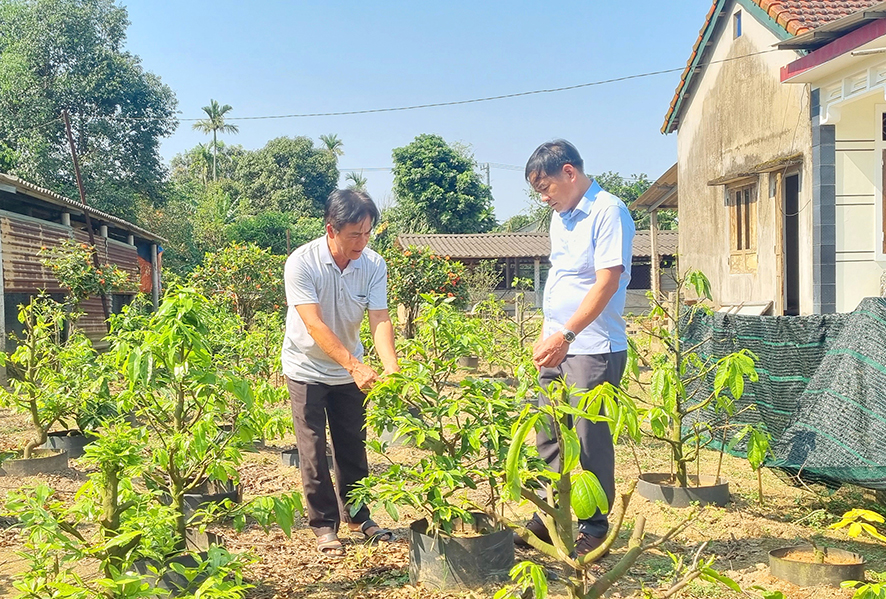 Tự ươm trồng thành công vườn hoa mai vàng