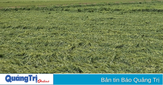 Starke Regenfälle führten dazu, dass viele Reisfelder zusammenbrachen.