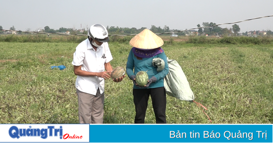 Heavy rain completely damaged more than 5 hectares of watermelons ready for harvest in Trieu Do.