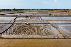 Chủ động triển khai sản xuất lúa vụ hè thu