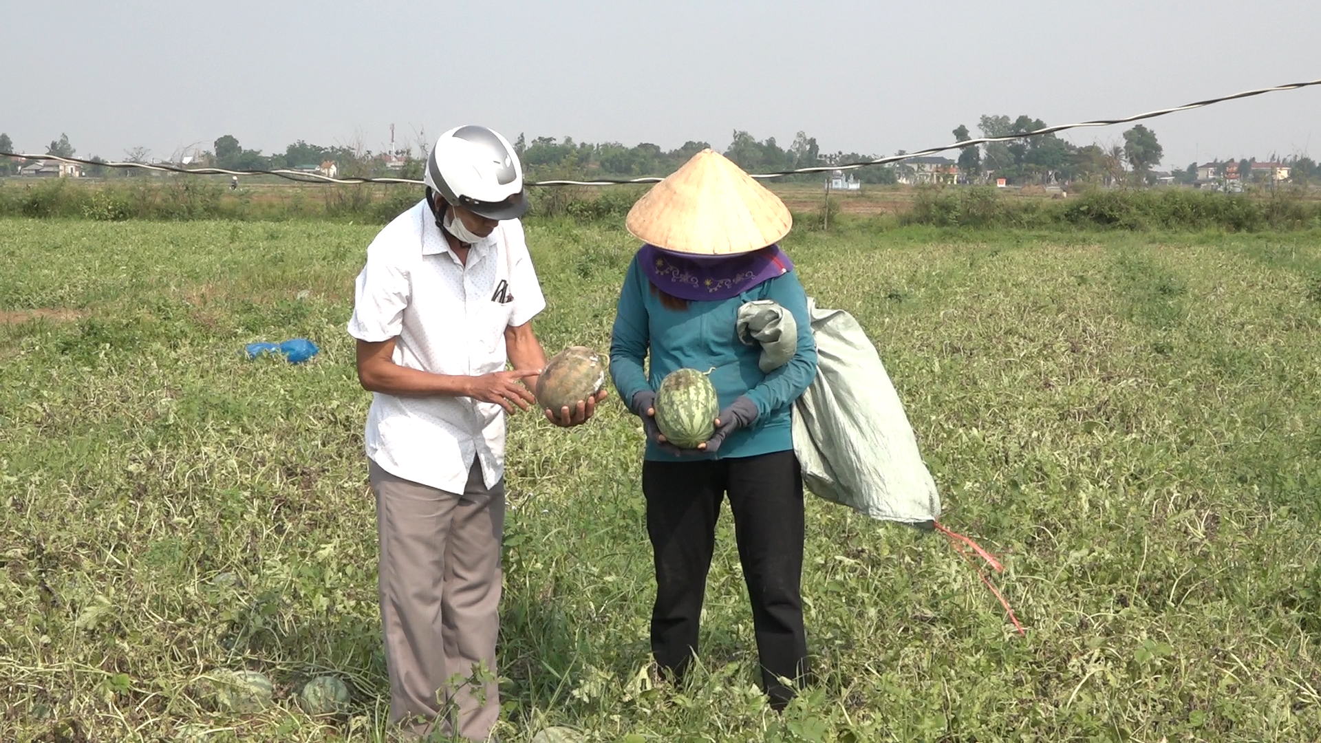 Mưa lớn làm hơn 5 ha dưa hấu đến kỳ thu hoạch ở Triệu Độ bị thiệt hại hoàn toàn