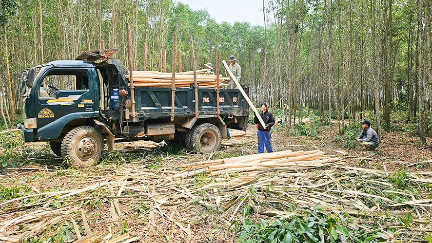 Đẩy mạnh cơ cấu lại ngành lâm nghiệp, nâng cao giá trị của rừng