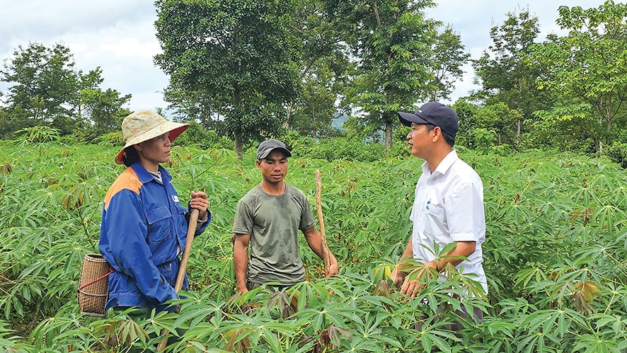 Se espera que para el año 2030 el volumen de exportación de yuca y productos derivados alcance los 1,5 billones de VND.