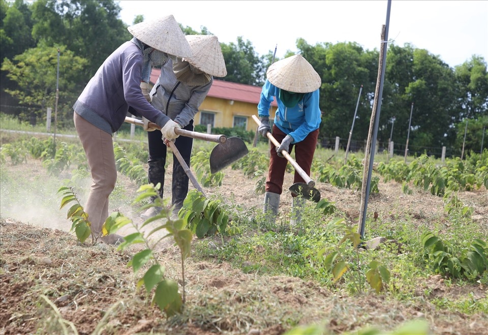 Sẽ kiểm tra tình hình triển khai chính sách hỗ trợ phát triển một số cây trồng, vật nuôi tạo sản phẩm chủ lực có lợi thế cạnh tranh