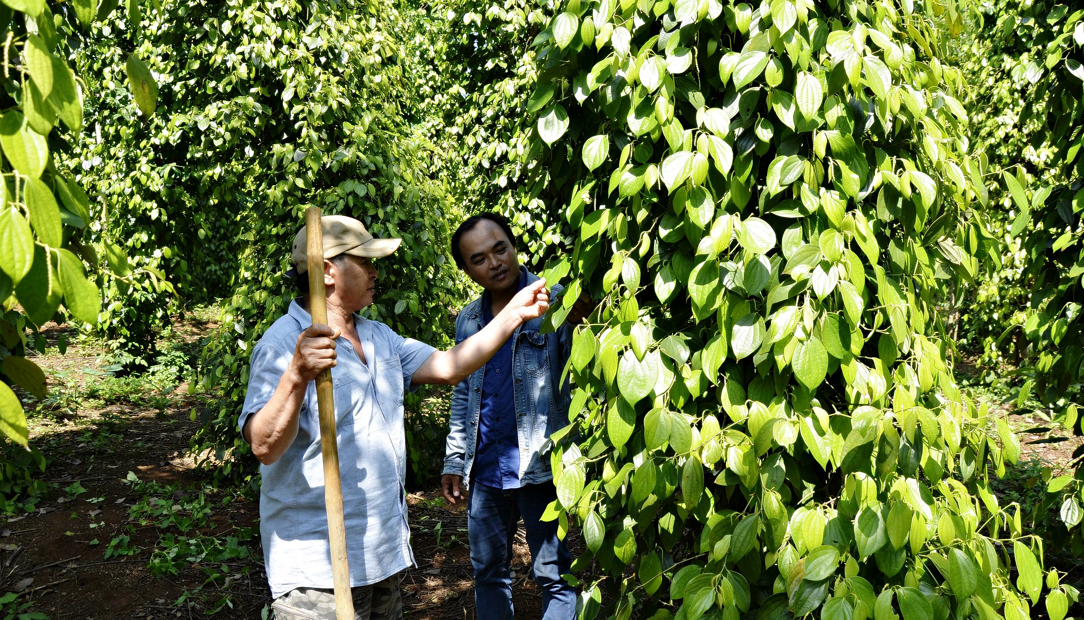 La province de Quang Tri compte 150 modèles de liens de production selon la chaîne de valeur.