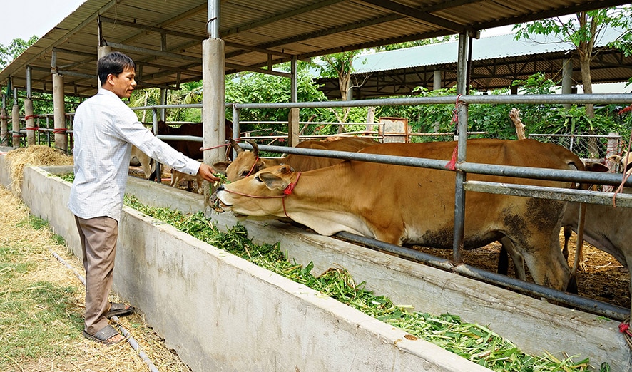 Chủ động bảo vệ đàn vật nuôi trong mùa nắng nóng