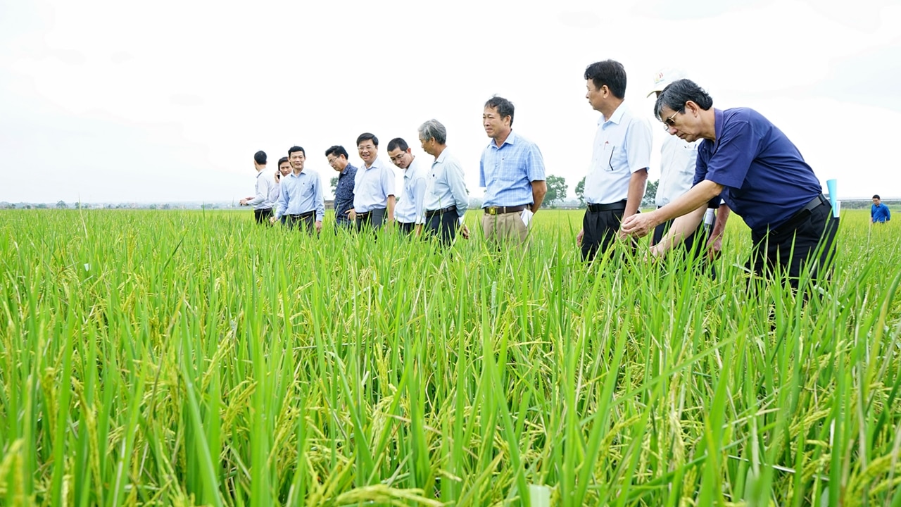 Đẩy mạnh liên kết trong sản xuất nông nghiệp