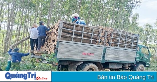 La culture de grandes forêts génère des revenus de près de 250 millions de VND/ha