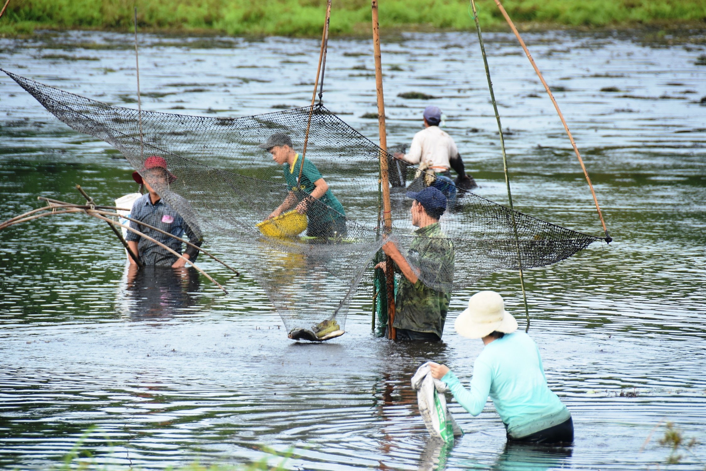 Sôi nổi, vui tươi lễ hội “phá Trằm” Trà Lộc năm 2024