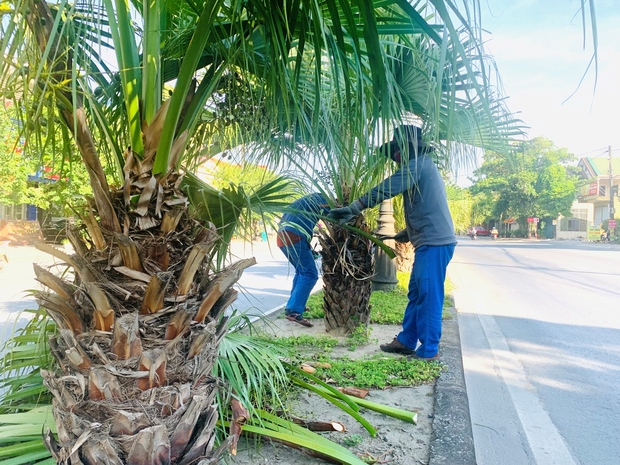 Hồi âm thông tin: Lá cọ che khuất tầm nhìn, gây nguy hiểm cho người đi đường: Công nhân tiến hành cắt, tỉa lá cọ che khuất tầm nhìn