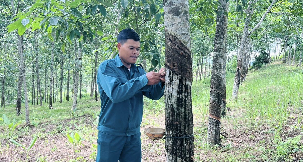 Làm giàu ở vùng khó nhờ chủ động chuyển đổi cây trồng