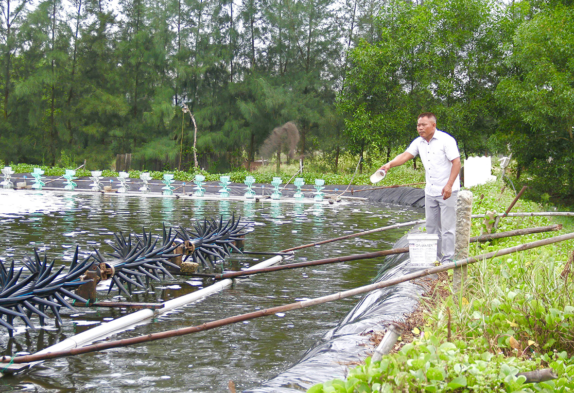 Làm giàu với mô hình nuôi tôm thẻ chân trắng