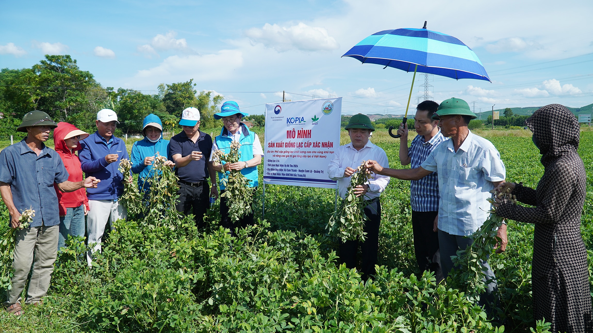 Mô hình sản xuất lạc giống cấp xác nhận do Chương trình Nông nghiệp quốc tế Hàn Quốc tài trợ đạt năng suất 24 tạ/ha