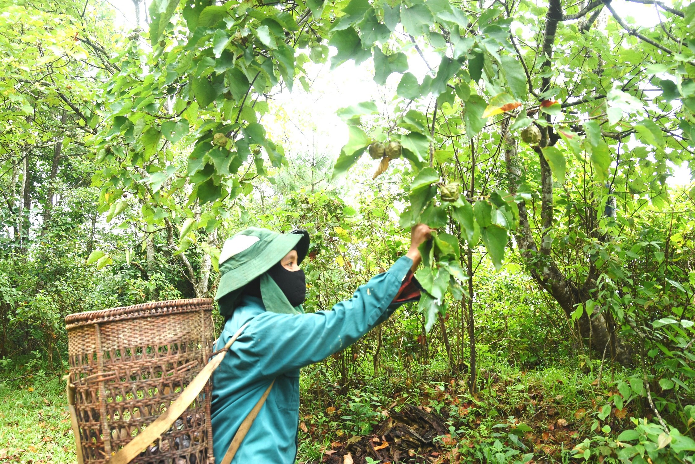 Mùa nhặt hạt trẩu