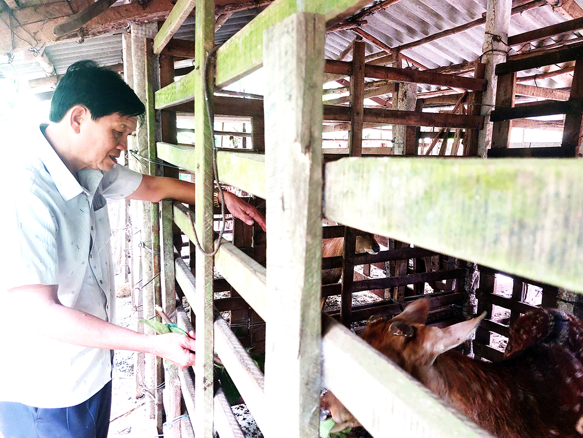 Pioneer in developing deer farming for velvet in Hai Le commune