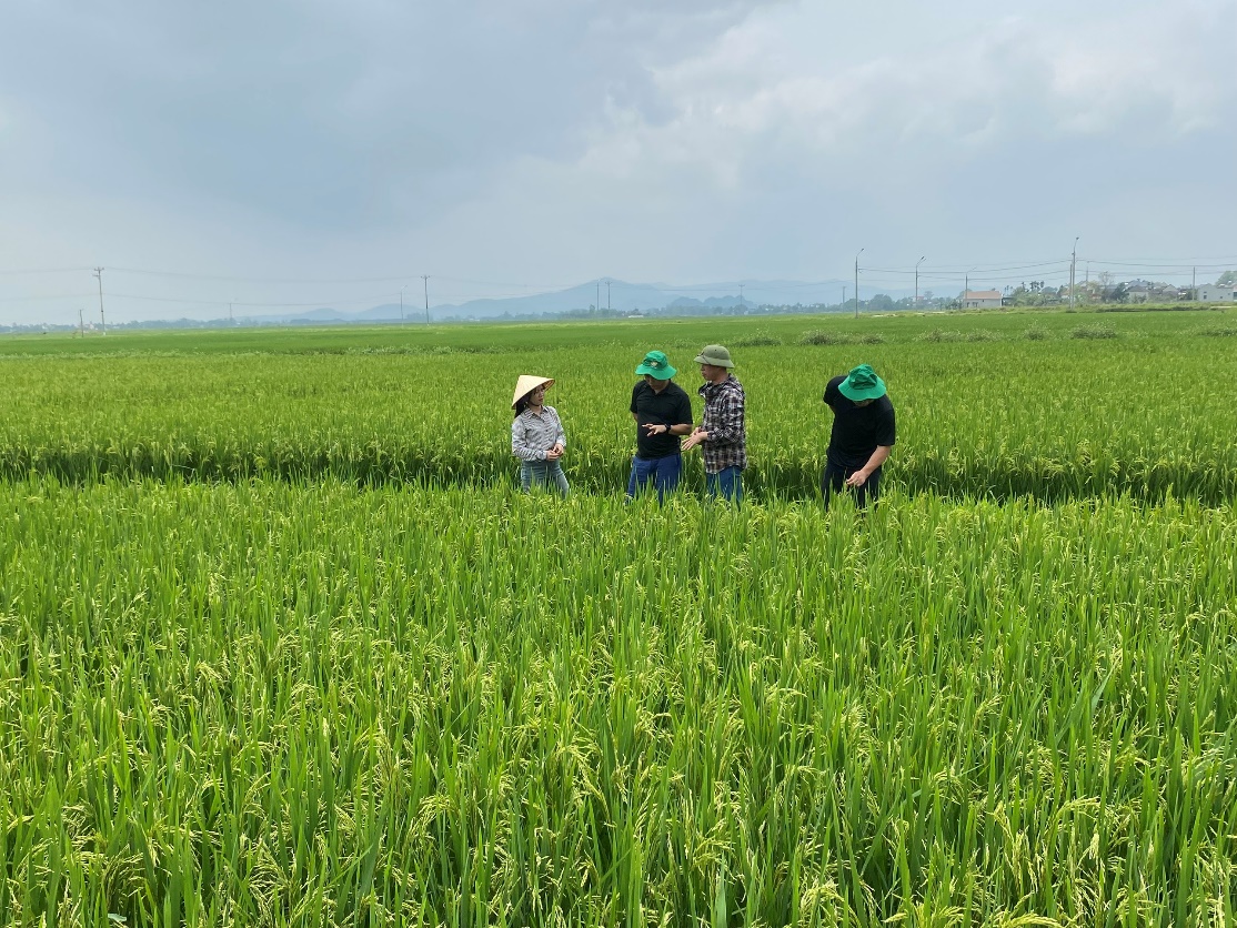 Se concentrer sur la conduite de la récolte et la lutte antiparasitaire des cultures de riz d'été-automne en 2024