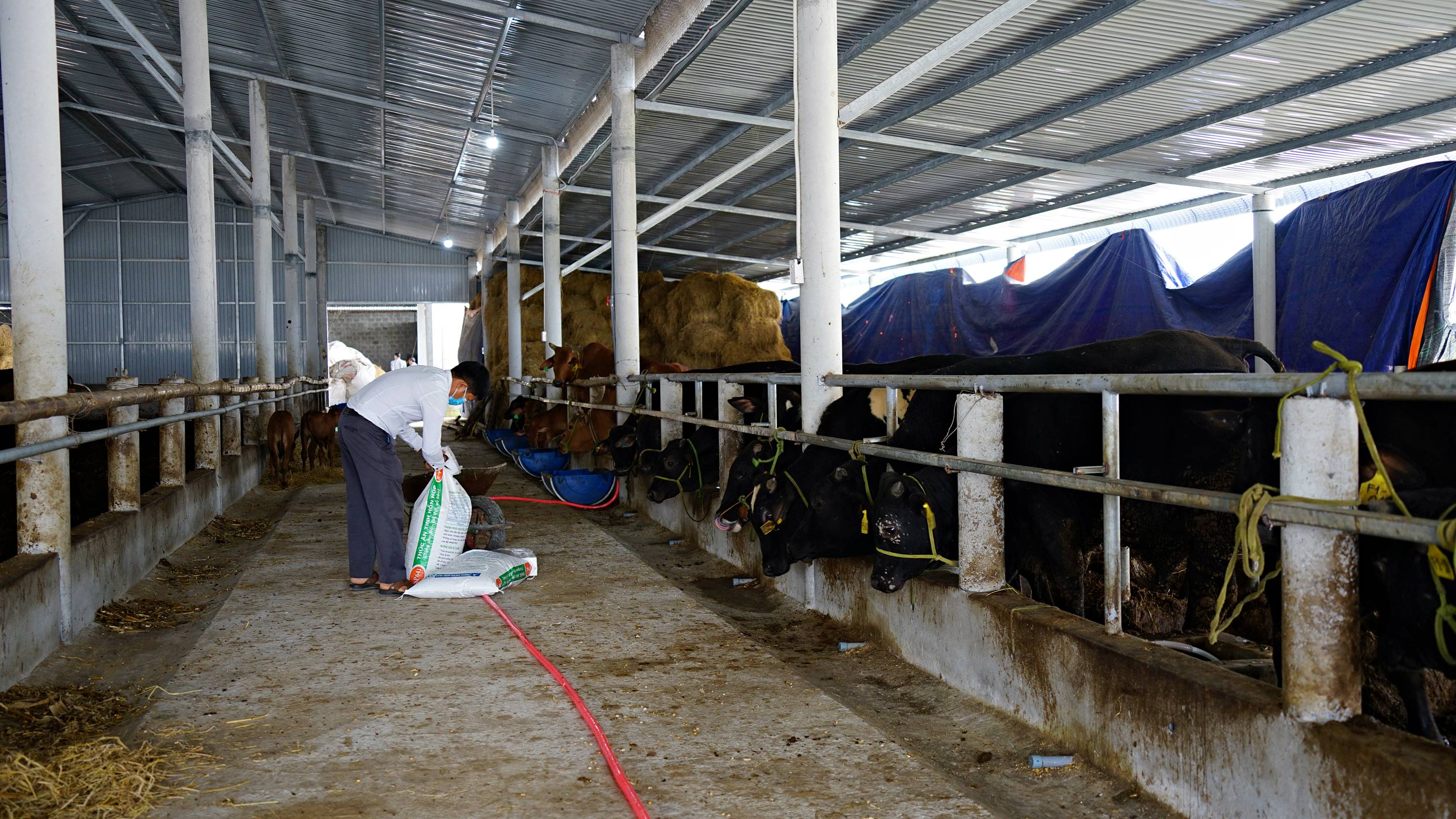 Mettre en œuvre à l'unanimité le projet de développement d'une élevage bovin de boucherie de haute qualité