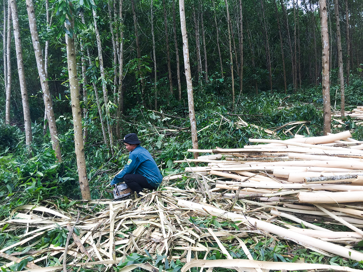 Tăng cường cung cấp thông tin, đẩy mạnh tuyên truyền đối với cộng đồng để bảo vệ rừng