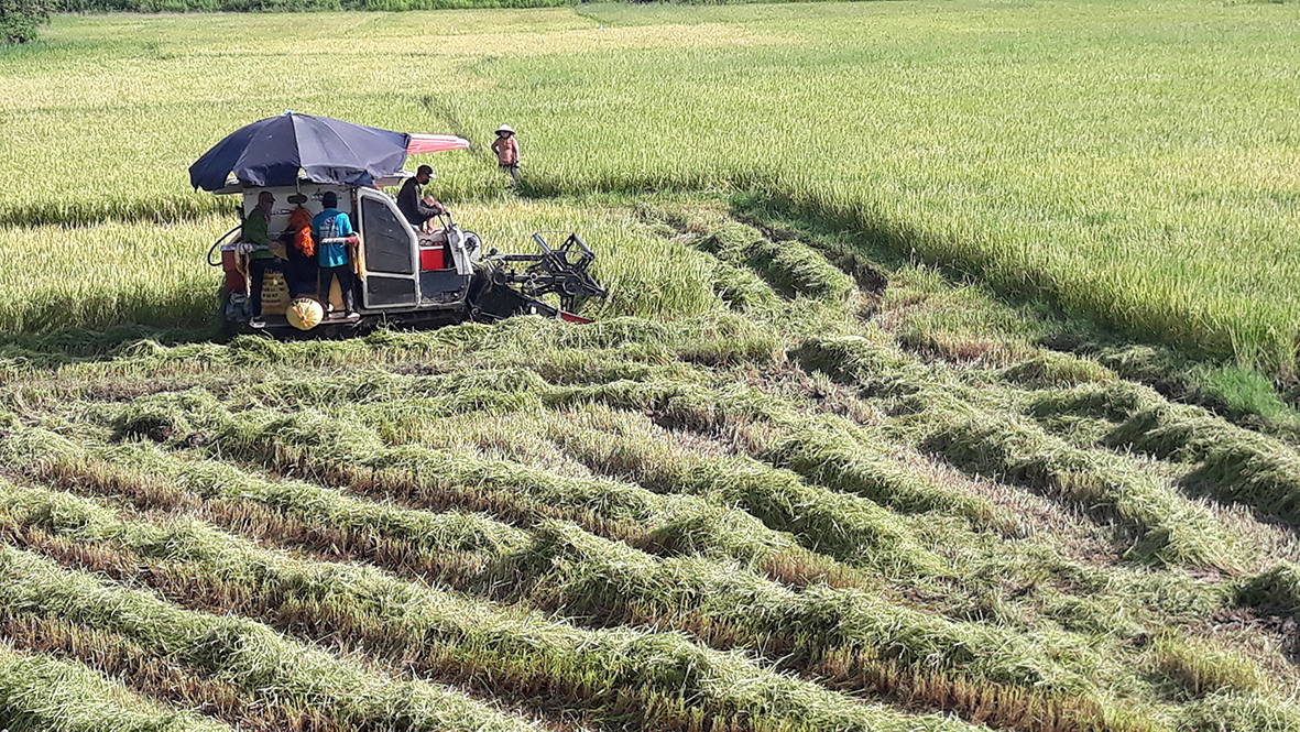 Triệu Phong đảm bảo các điều kiện để phát triển sản xuất nông nghiệp