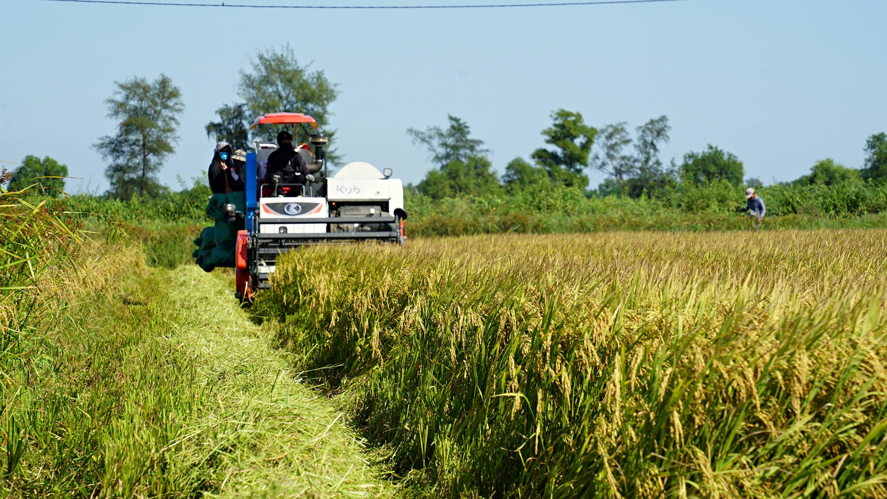 Vụ lúa hè thu đã thu hoạch được 95% diện tích gieo cấy