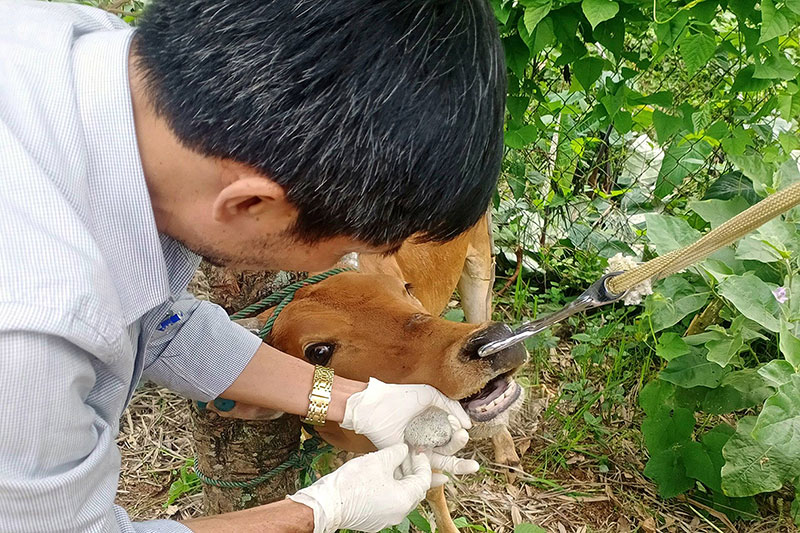 Các ổ dịch bệnh lở mồm long móng trên địa bàn tỉnh đều đã qua 21 ngày