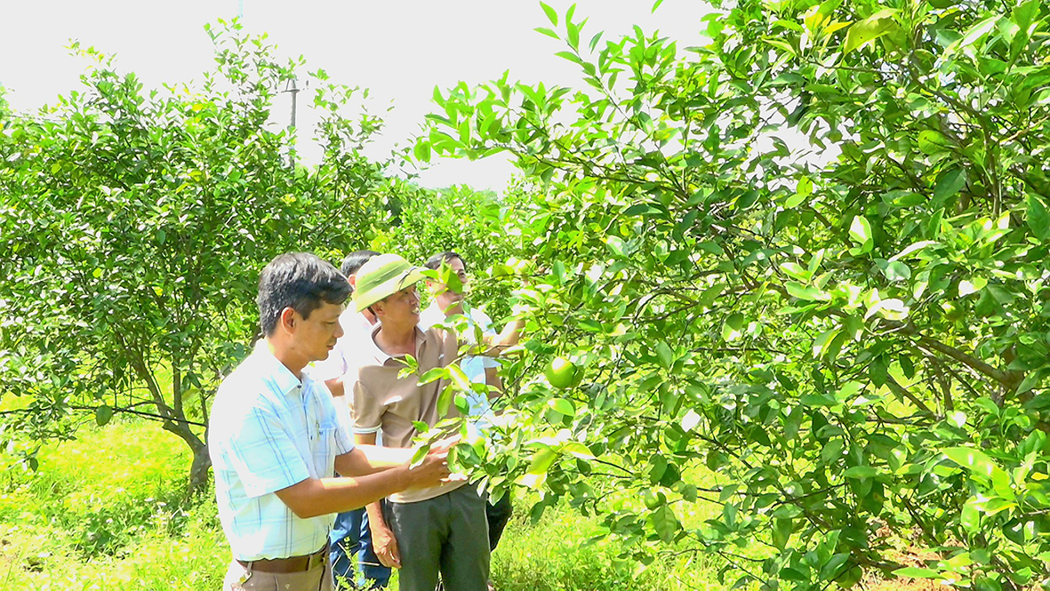 Huyện Vĩnh Linh nhân rộng mô hình vườn mẫu