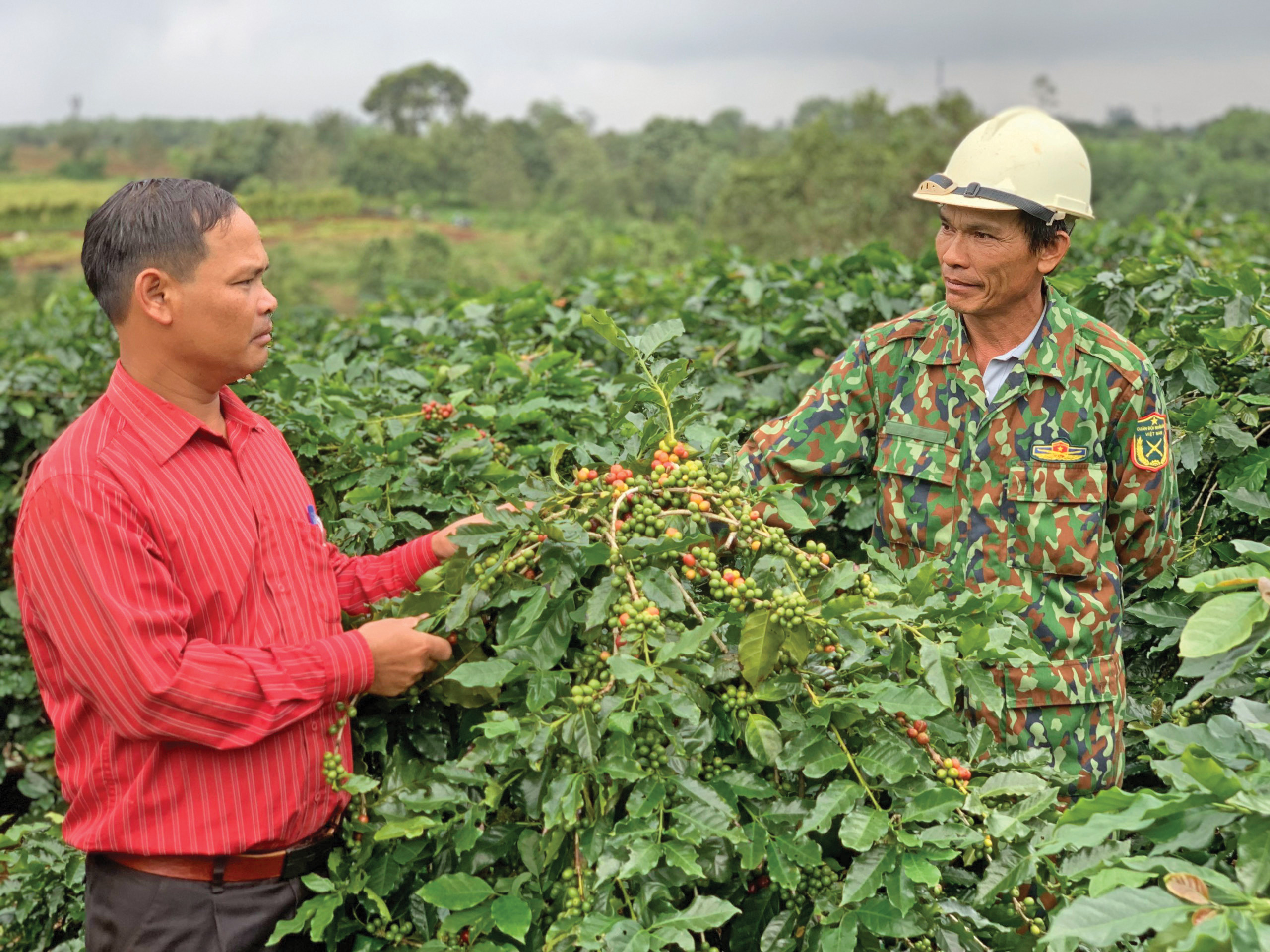 Hướng Hóa chú trọng phát triển các sản phẩm nông nghiệp đặc trưng