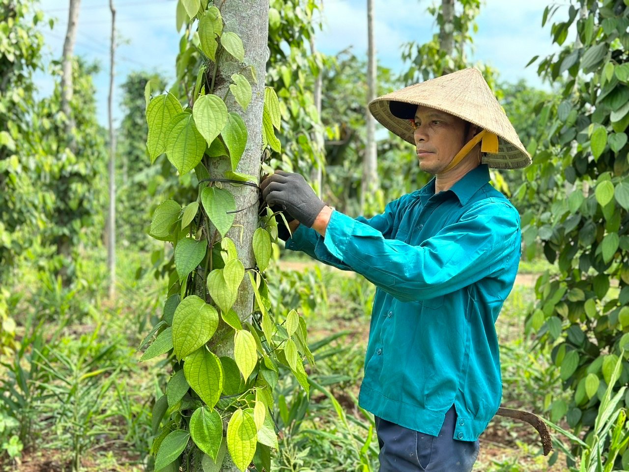 Phát huy vai trò chủ thể của nông dân trong phát triển kinh tế nông thôn