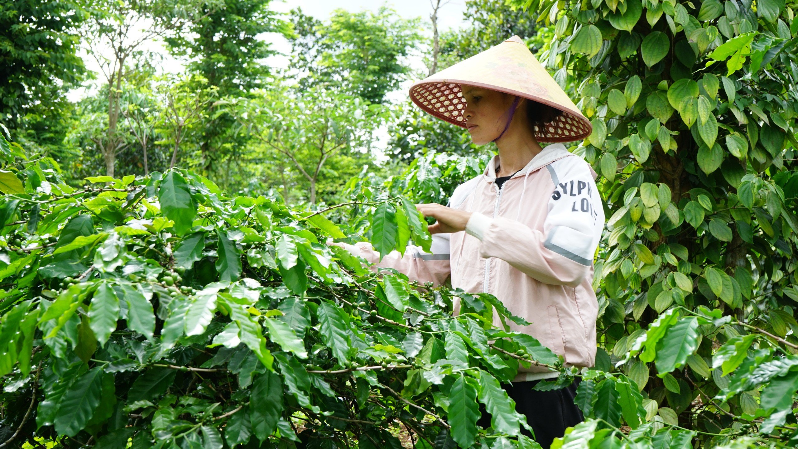 Bảo vệ và phát triển tài sản trí tuệ