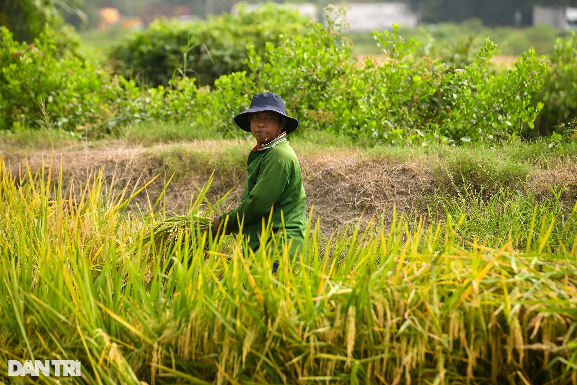 Người dân TPHCM tất bật gặt lúa trên cánh đồng ở khu đất kim cương - 4