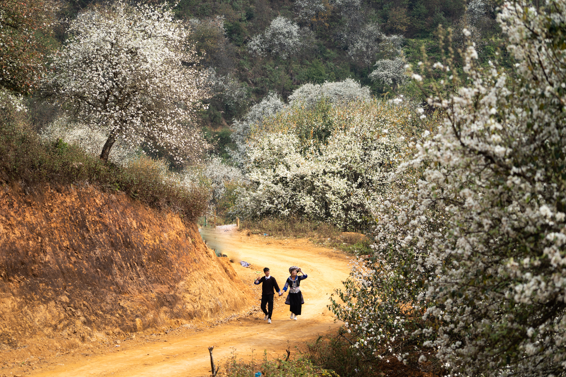 White hawthorn flowers bloom in Nam Nghiep