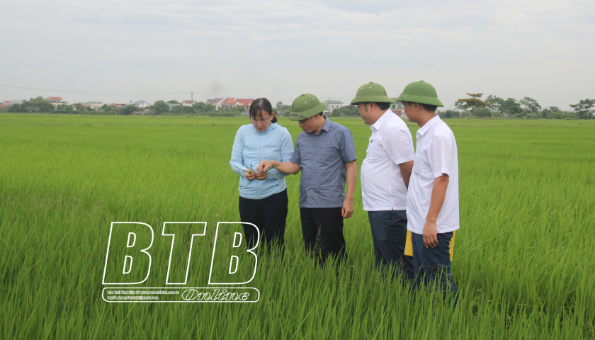 Closely monitor the fields, promptly prevent and control pests and diseases of the winter-spring rice crop.