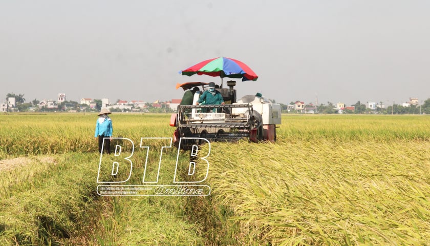 580ha lúa mùa bị đổ do mưa lớn