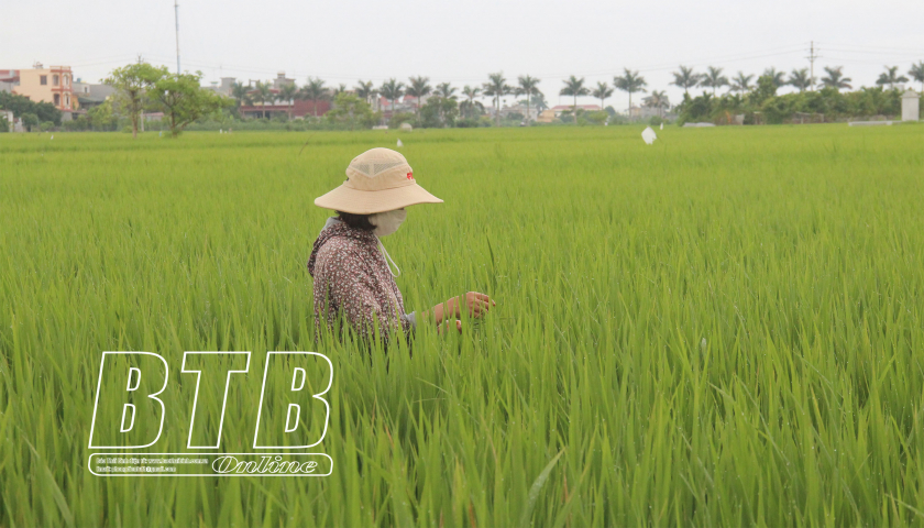 Prevention and control of pests and diseases in late-season rice