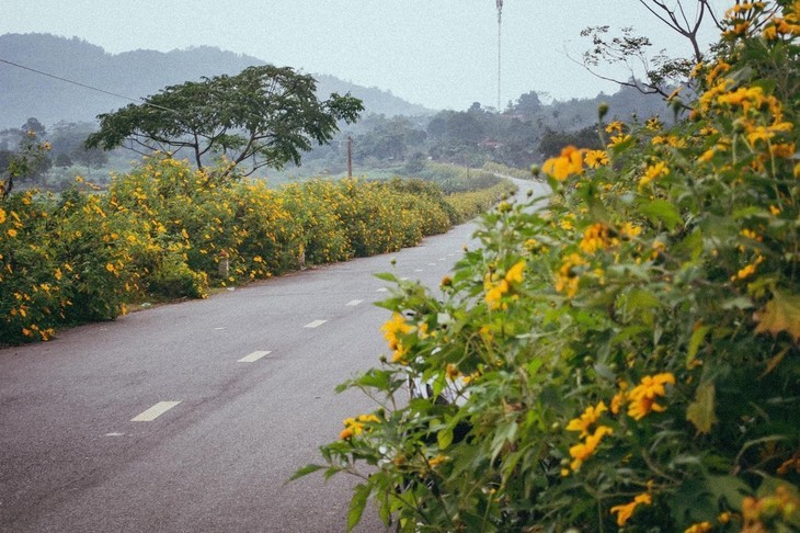 Kinh nghiem du lich Ba Vi mua hoa da quy no ro-Hinh-2