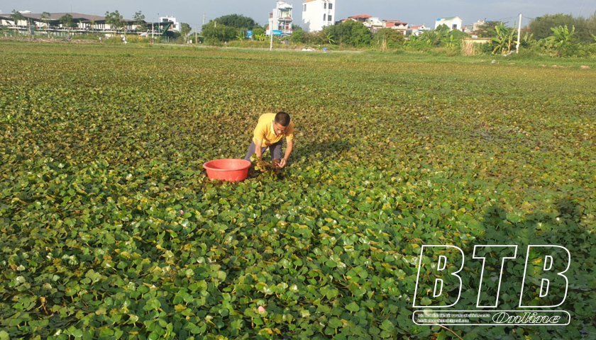 Quỳnh Phụ: Trồng ấu trên chân ruộng trũng cho hiệu quả kinh tế cao