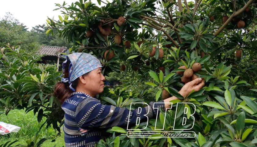 Повышение популярности продукции Lo Giang sapodilla OCOP, связанной с туризмом