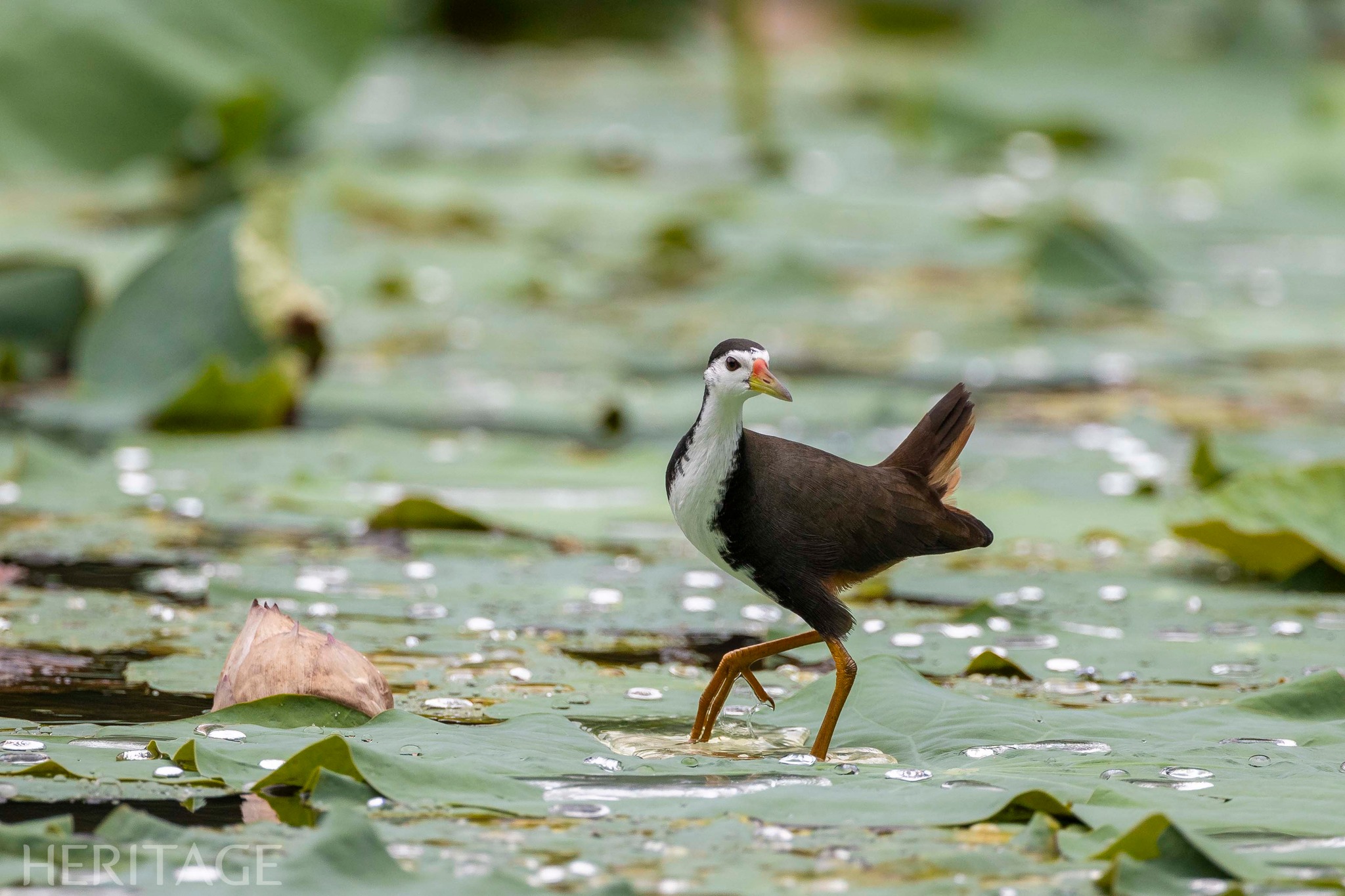 Có thể là hình ảnh về chim cao cẳng và chim American purple gallinule