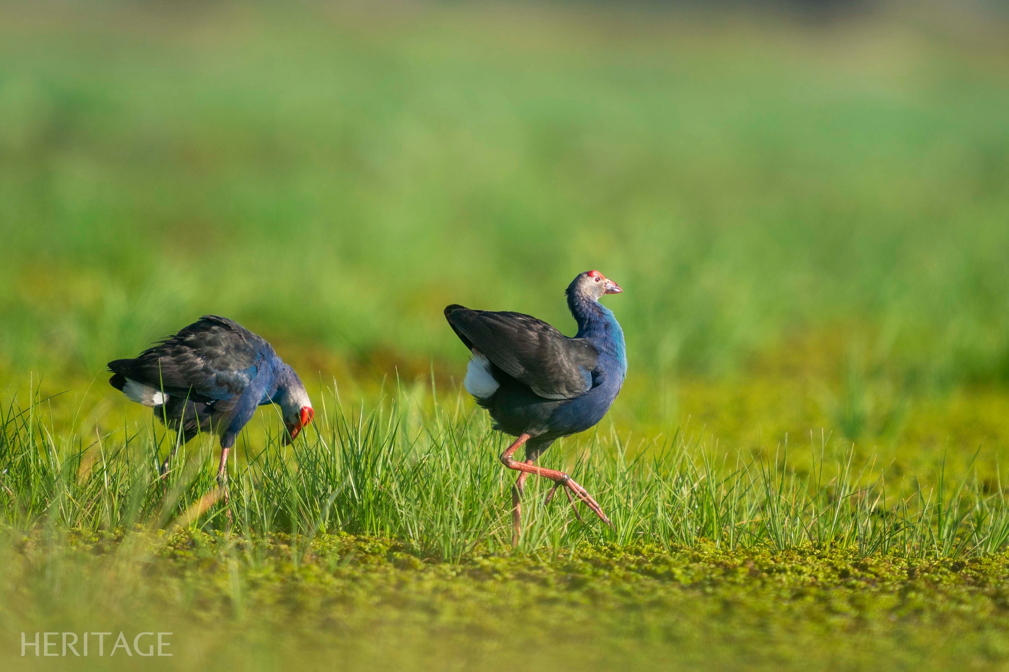 Có thể là hình ảnh về chim American purple gallinule và chim cao cẳng