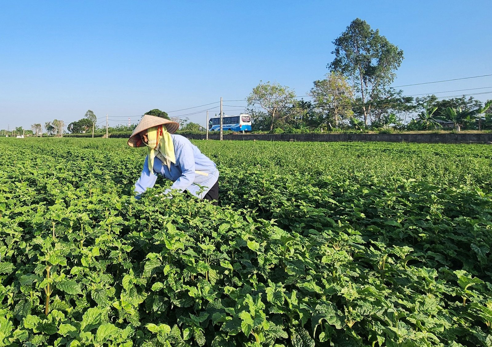 Hướng đi mới trong phát triển nông nghiệp bền vững tại Thái Bình - Ảnh 2