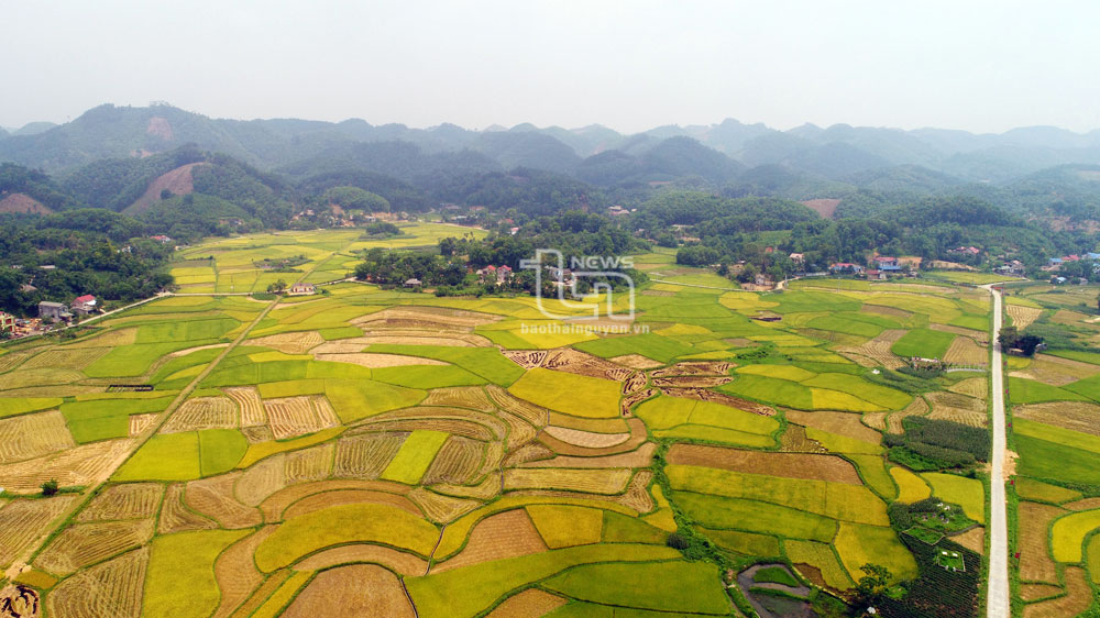 Xã Ôn Lương đang xây dựng phương án dồn điền, đổi thửa khoảng 18ha lúa nếp vải và tiếp tục phát triển, nhân rộng diện tích cấy lúa theo hướng VietGAP.